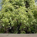 Malina čierna (Rubus occidentalis)  ‘BLACK JEWEL’ – výška 25–35 cm, kont. P9/P11
